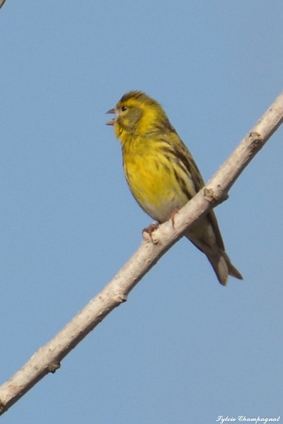 Serin Cini Aiguamolls.JPG